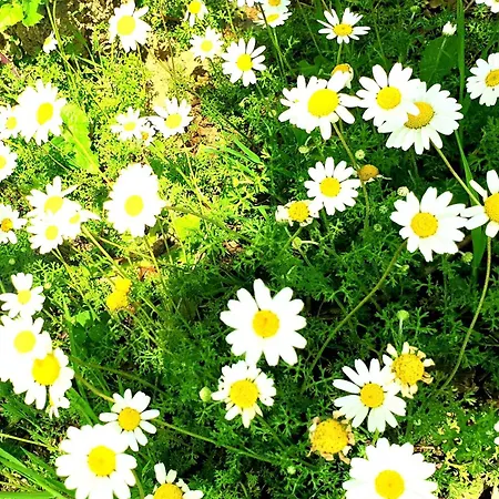 Philoxenia * Himare