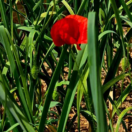 Philoxenia Villa *