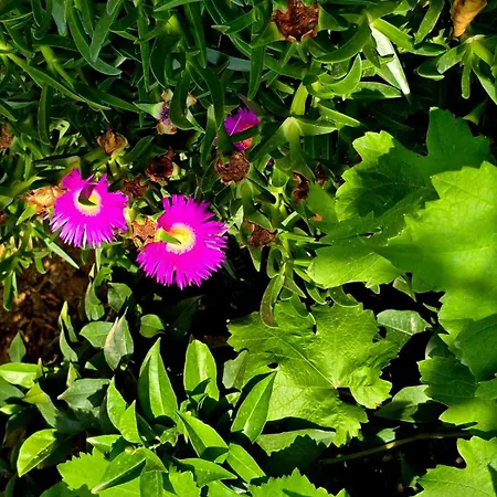 Philoxenia Himare